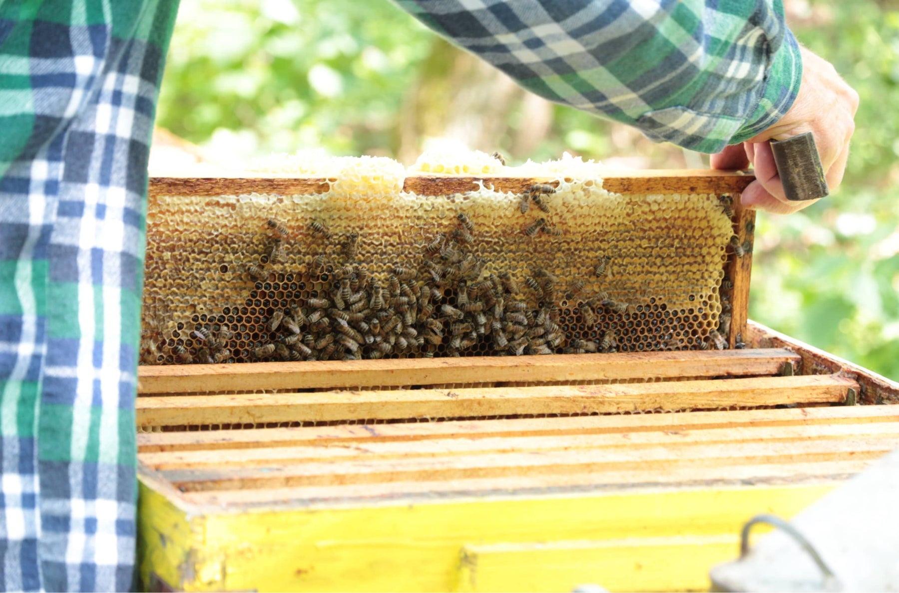 Beekeeper removing honeycomb from a beehive. He is holding a special tool to help him.